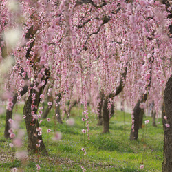 [背景画像] 枝垂れ梅