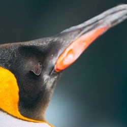 ペンギンの嘴