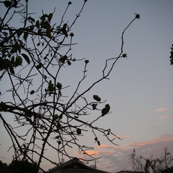 A sunset 2009 Autumn 01