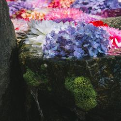 鮮やかな花の水辺からしたたる水