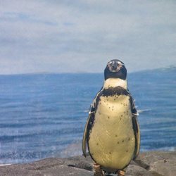 直立する水族館のペンギン