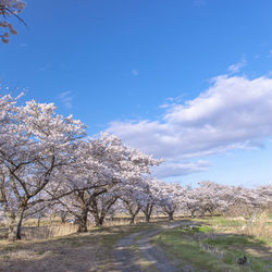 福島の笹原川沿いに咲き誇る千本桜の美しき風景