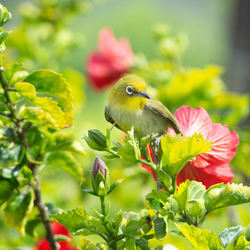何かに気づいてその方向を見るメジロ