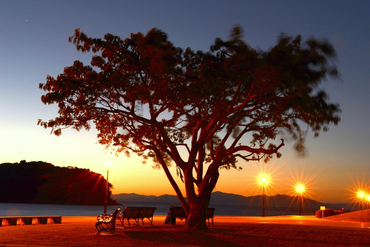 Piapro ピアプロ イラスト 夜の大木とベンチ