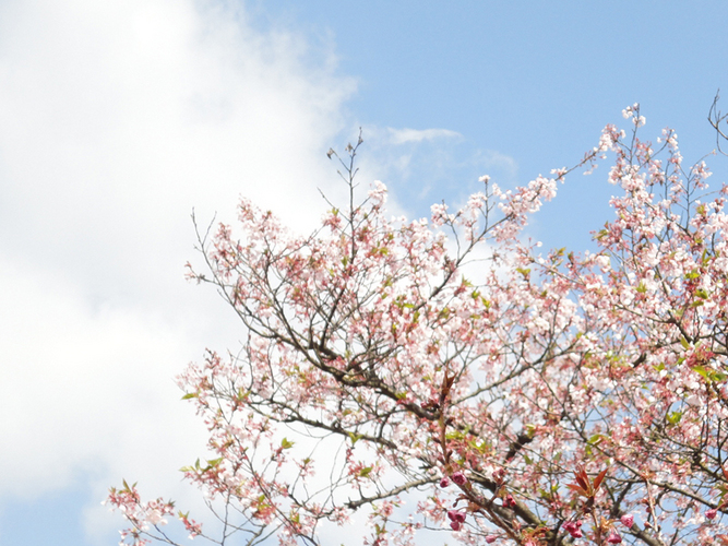 Piapro ピアプロ イラスト 桜空その2 Piapro ピアプロ イラスト 桜空その2