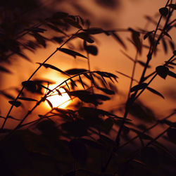 木々の枝の隙間から垣間見える夕日